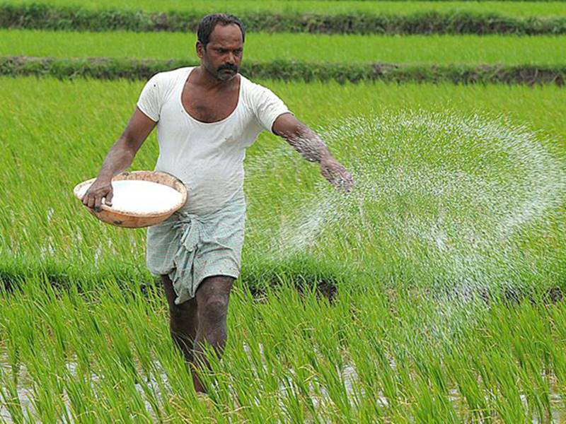 paddy-purchase-in-chhattisgarh-this-year-more-than